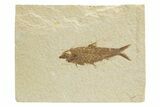 Detailed Fossil Fish (Knightia) - Wyoming #318570-1